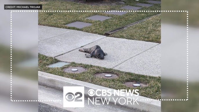 Baby Seal Found Wandering Streets Of Ocean City New Jersey