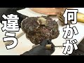 今年の岩牡蠣 様子が変です。