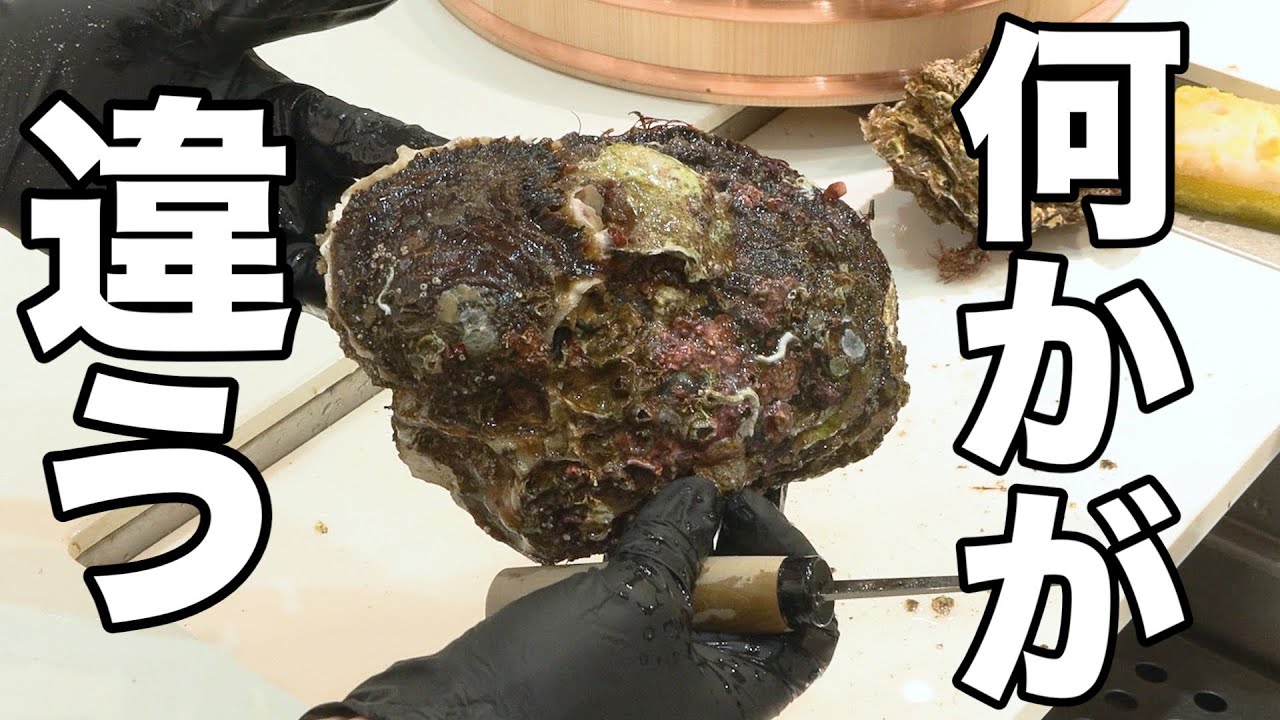 Something Strange Is Happening to Rock Oysters This Year - YouTube