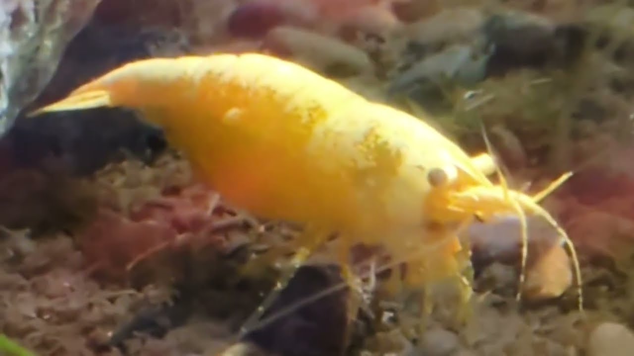 24/7 AI SURVEILLANCE: Inside My 60L Golden Back Shrimp Jungle