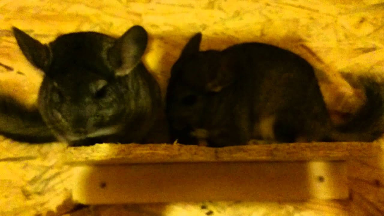 Chinchilla fight YouTube