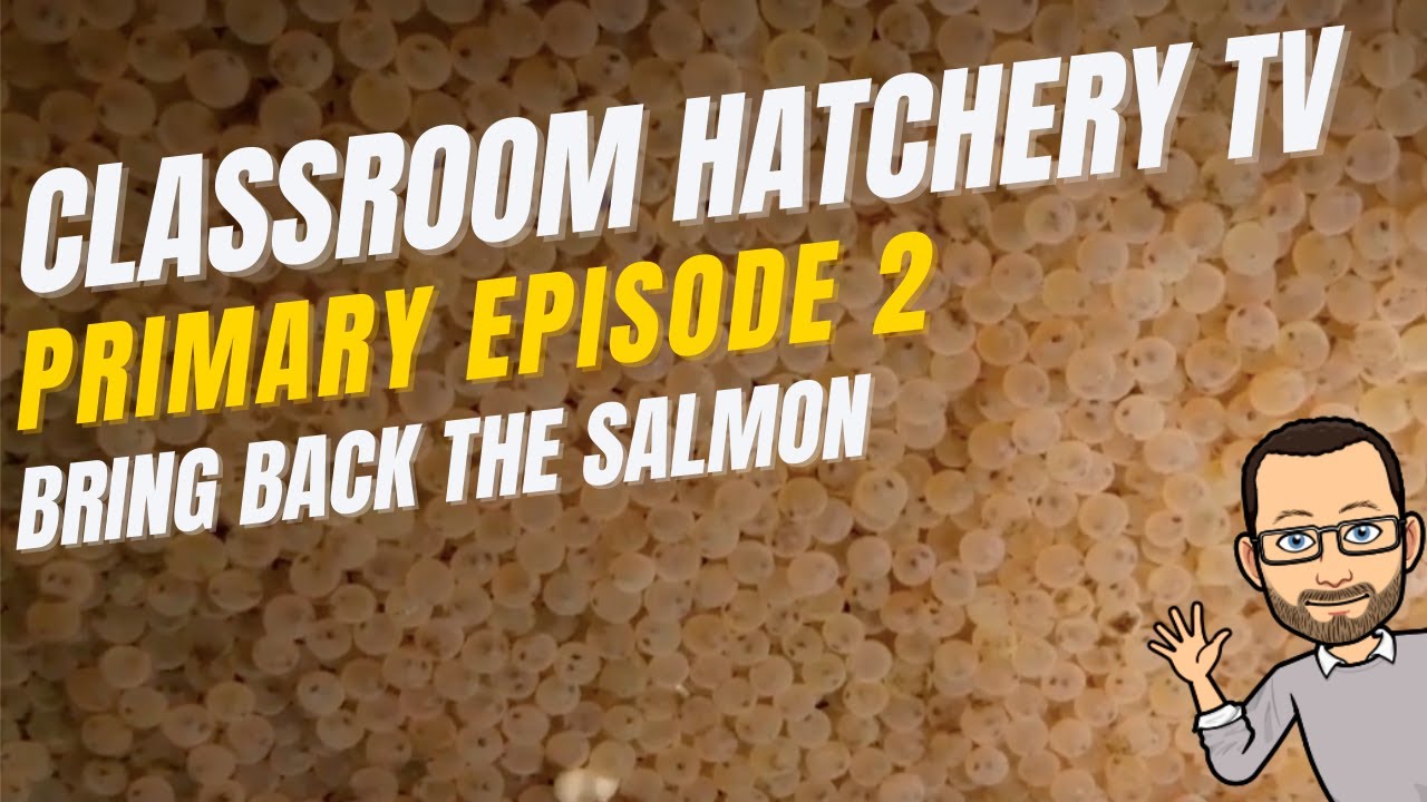 Classroom Hatchery Television - Primary Level Episode 2