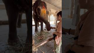 Хампи слониха Лакшми Индия #хампи #индия2024 #hampi #yshorts #lakshmi #elephant #india