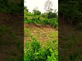 Down area view  in my village  nature with green grass #nature
