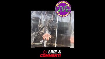 Perfect Expansion from the Black Butterfly Ammunition in the Clear Ballistics Gel February 18, 2023