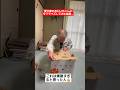 【感動】愛犬家のおじいちゃんにサプライズしてみた結果…#shorts#tiktok#おすすめ#感動#親子の絆#家族の絆