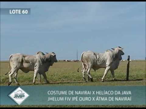 LOTE 60