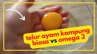 Perbedaan telur ayam kampung omega 3 dan biasa Perbedaan telur ayam kampung omega 3 dan biasa