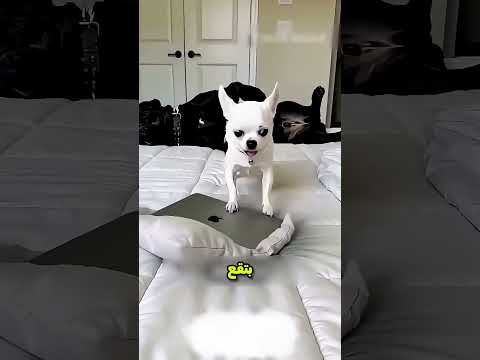 الكلب وقع في حفرة في السرير | قصص روعة  #شورت