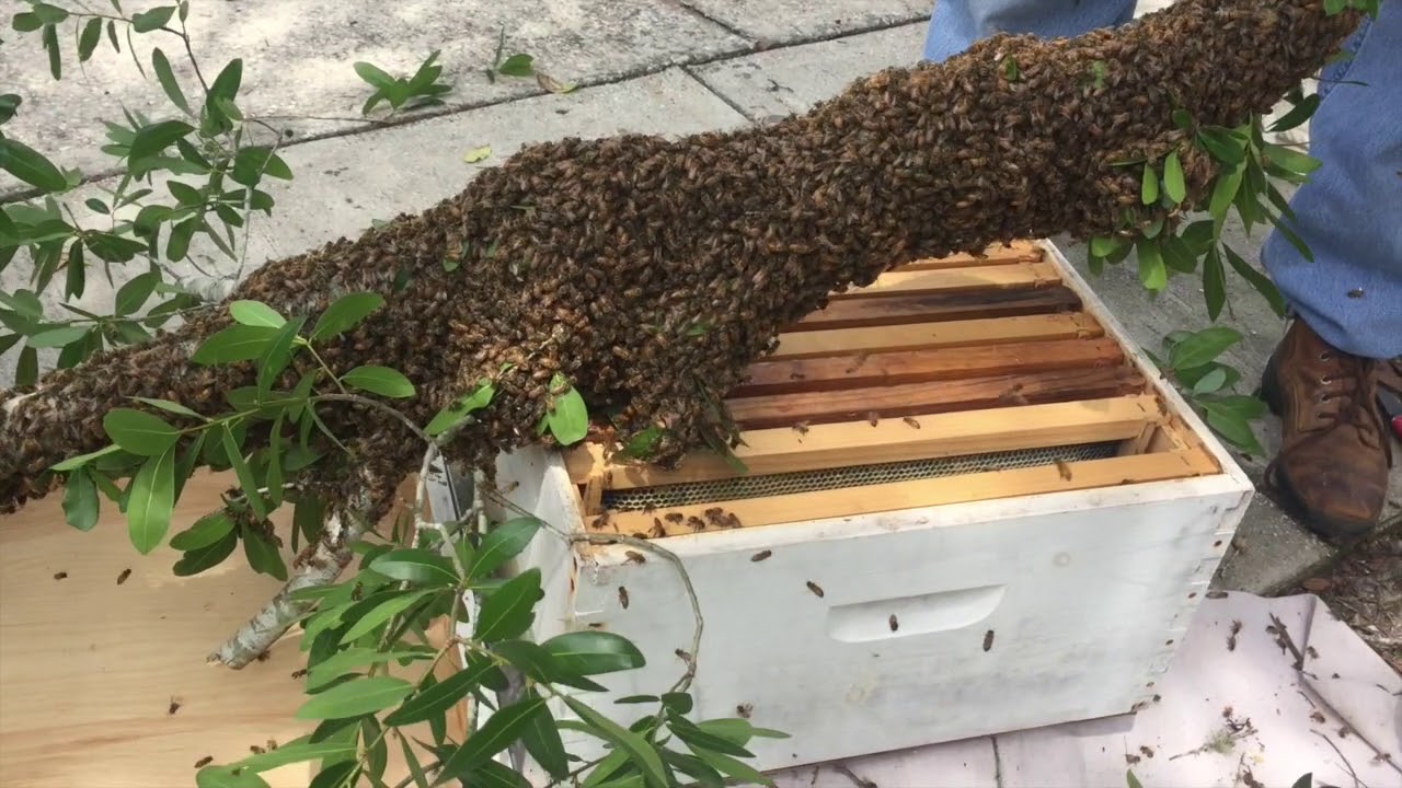 Bees in my backyard