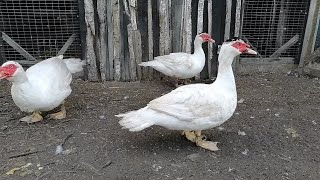 видео: Взвешивание мускусных селезней 5 месяцев картинка: Взвешивание мускусных селезней 5 месяцев