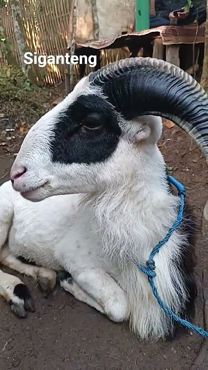 sirimba . nuju diuek