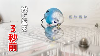 自分自身に話しかけてハッと我に返るインコが面白いｗ