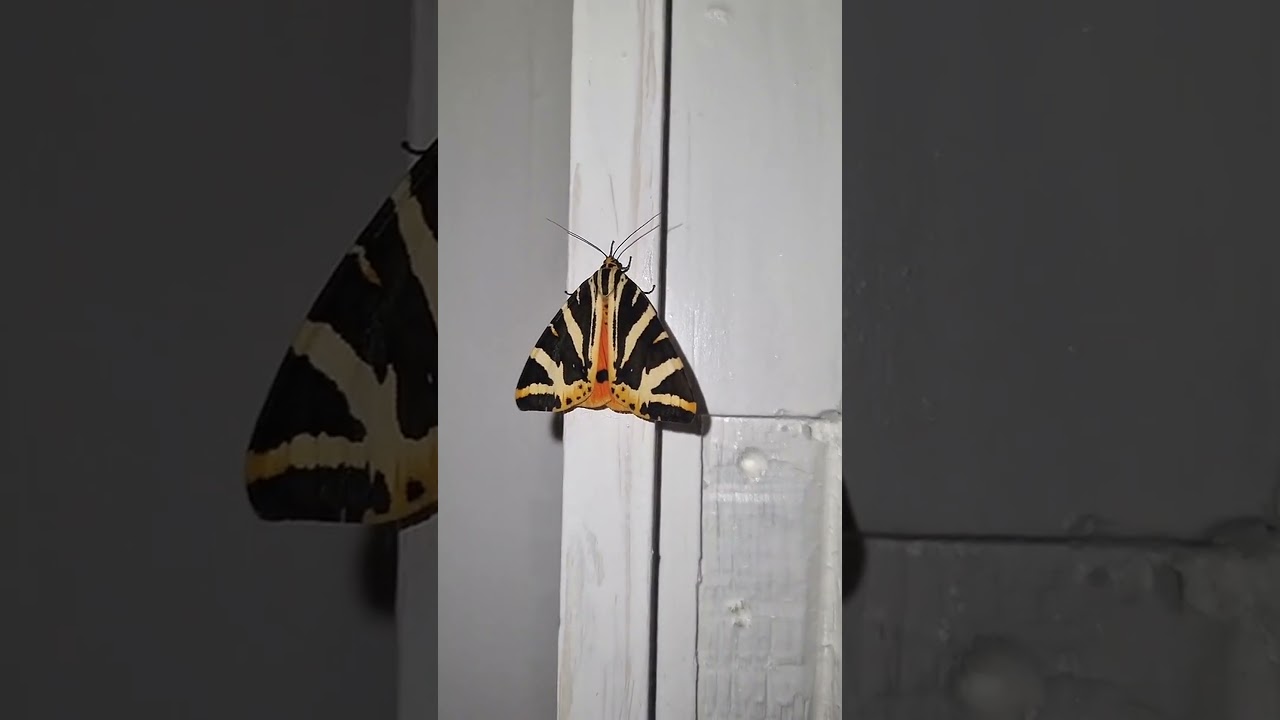 Striking striped moth on a painted wooden surface