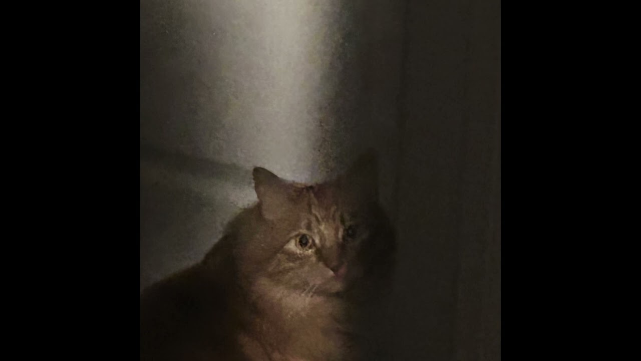 I've Completely Lost My Mind