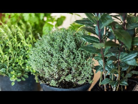 Огород на подоконнике Пряности в горшочках  Herbs in Pots