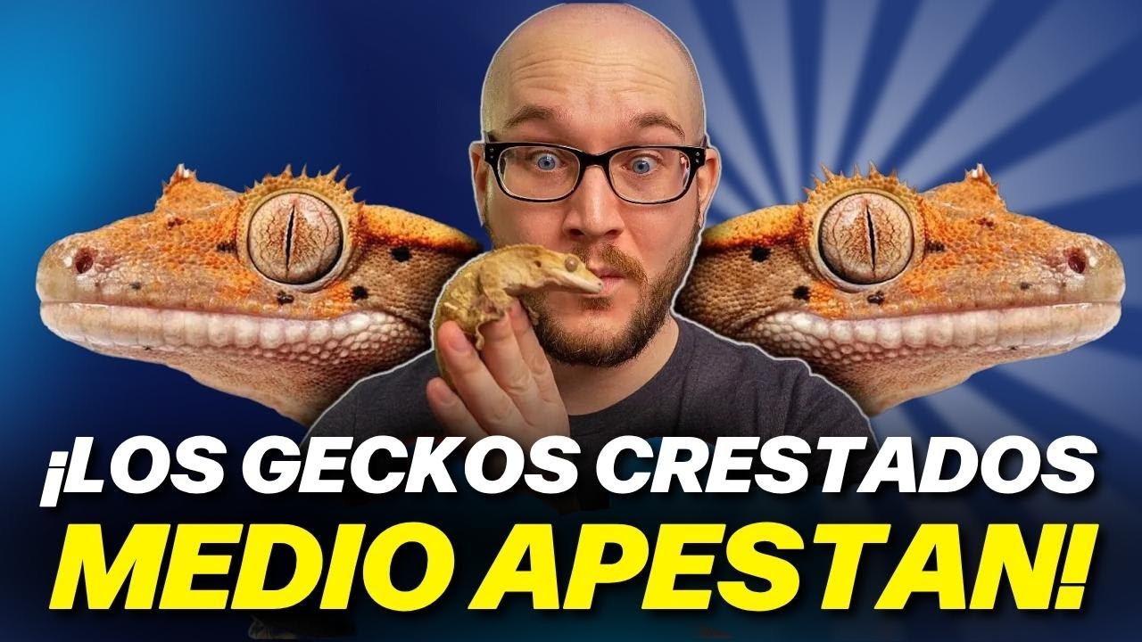 ¡No compres un gecko crestado! 3 razones por las que no y 3 lagartijas que te convienen más