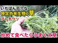 全国的に被害をもたらす特定外来の草をちぎって食ったらうまくて草