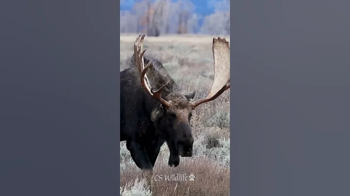 Bull Moose “Hoback” Shows Neck Bite Wound — Still Going Strong 🫎#wildlife #nature #animals #shorts