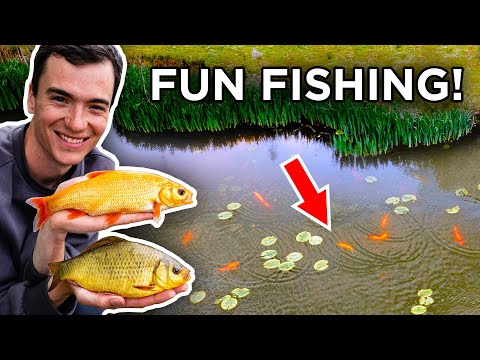 Fishing a Pond Full of Colourful Fish!