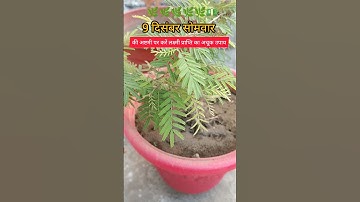 9 दिसंबर सोमवार की अष्टमी के दिन करें लक्ष्मी प्राप्ति का अचूक उपाय #pradeepmishra #shortsfeed