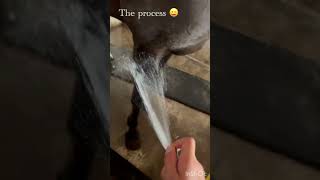 Washing Elsi😝 #horse #washing #cute #fyp