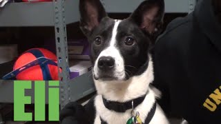 Eli- Border collie/Terrier - YouTube
