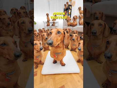 Creo un EJERCITO de Trufitas! 😱🤣