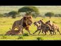 Lion Saves Deer From Hyenas, What Happened Next Shocked Everyone!