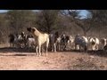 Contre les gupards la namibie redcouvre le chien de berger