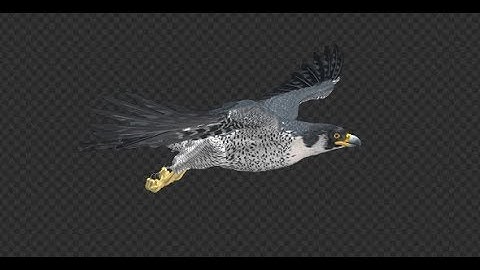 Peregrine Falcon - Flying Loop - Side View