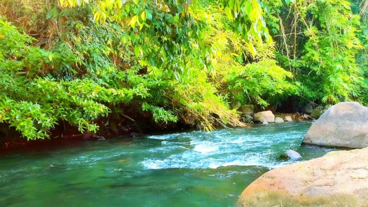 Calm Forest River Sounds | White Noise for Sleep and Focus