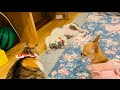 動物たちの女子会Animal Girls' Gathering．