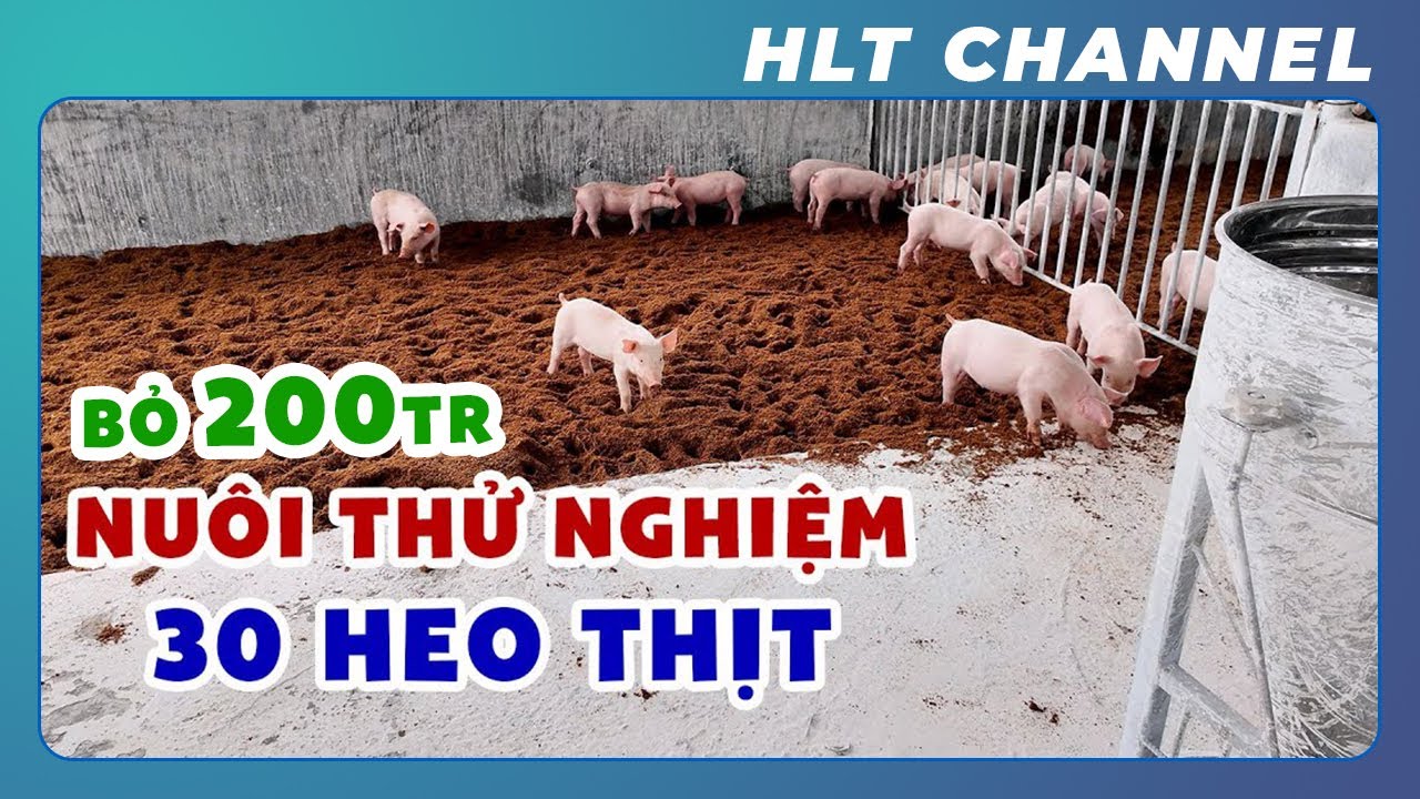 Tôi Đã Bỏ Ra 200 Triệu Chỉ Để Nuôi 30 Con Lợn - Mô Hình Nhỏ Cho 1 Dự Án Lớn