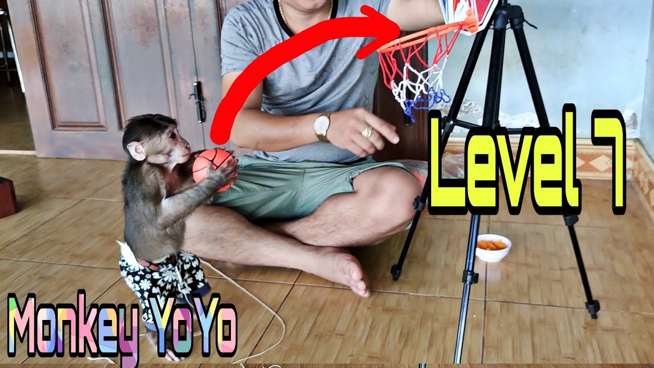 Monkey Yoyo Jr plays basketball at a high levelMonkey Baby YoYo YouTube