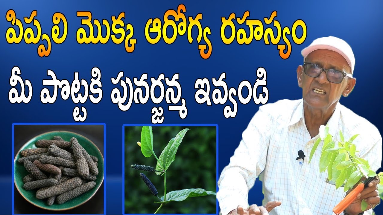 పిప్పలి మొక్క ఆరోగ్య రహస్యం మీ పొట్టకి పునర్జన్మ ఇవ్వండి Indian Long Pepper Health Benefits