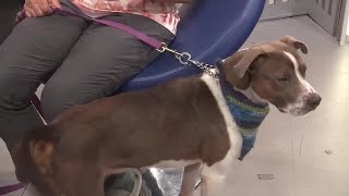 Four Legged Friends: Champ