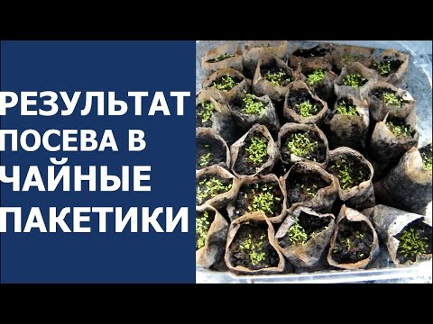 Обзор результата посева в ЧАЙНЫЕ ПАКЕТИКИ Лобелии. Всходы. Чайные пакетики вместо ТОРФЯНЫХ ТАБЛЕТОК