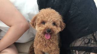 Minute Miles 14: Reuniting with a teacup poodle