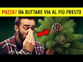 Se Lâ€™Albero di Natale ha un Odore Brutto, Ecco Spiegato il PerchÃ©