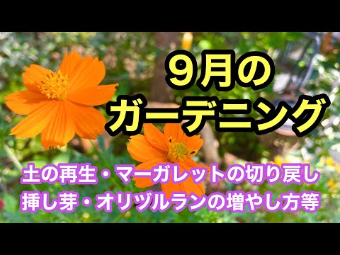 【庭師直伝】九月の庭仕事完全ガイド：5つの必須タスクで秋の庭を美しく保つ方法