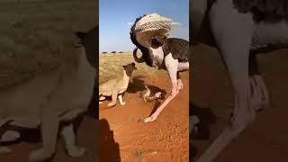 Mother Ostrich Unleashes Fury On Lion To Save Her Chick