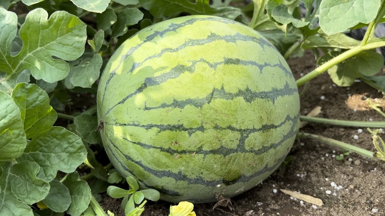 【スイカ栽培】昼と夜の窃盗団からスイカを守る方法（支柱も電源も使わない）【カラス対策】【獣害対策】23/7/20