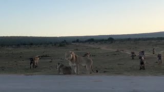 Hyena clan scared of a young male lion