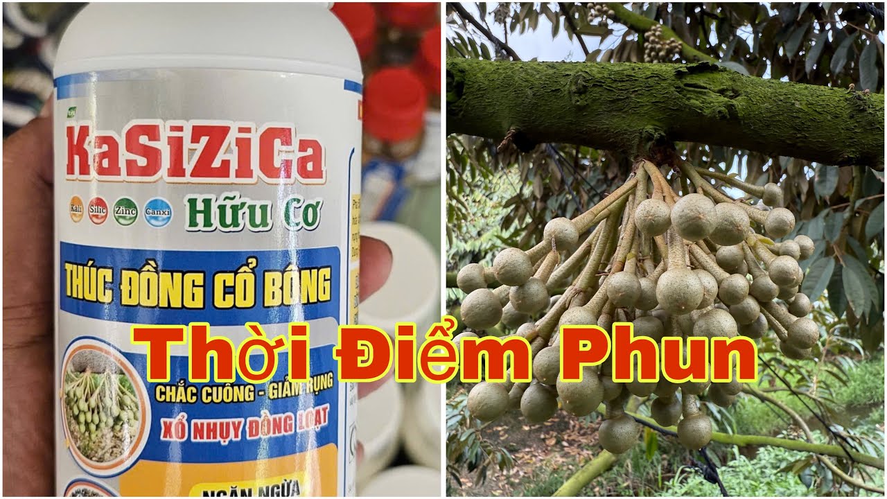 Thời điểm phun THÚC ĐỒNG CỔ BÔNG và đi dinh dưỡng hạn chế nuôi bông quá mập khó đậu trái khi xổ nhuỵ