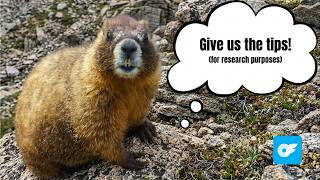 Researcher Turned to OnlyFans to Fund 62-Year Marmots Project