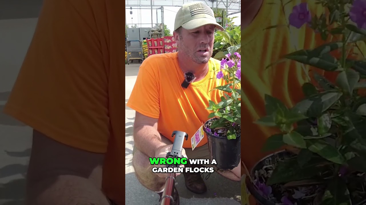 Garden Phlox The Power Of Blooms And Mildew  