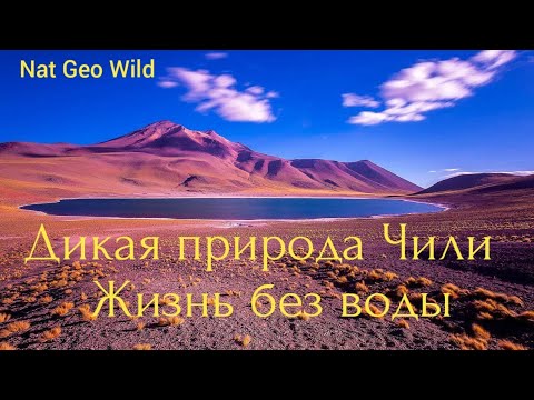 Nat Geo Wild.Дикая природа Чили.Жизнь без воды.