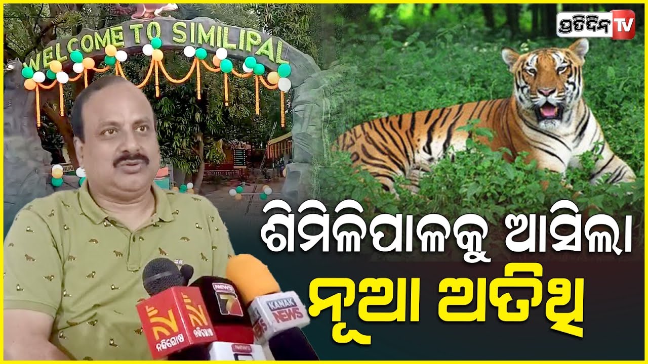 ମହାରାଷ୍ଟ୍ରରୁ ଆସିଲା ନୂଆ ବାଘୁଣୀ l Royal Bengal Tiger from Maharashtra reaches Similipal