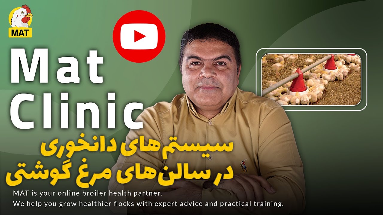 🔹نکات کلیدی درباره دانخوری در سالن‌های مرغ گوشتی